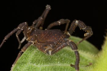 Media type: image;   Invertebrate Zoology 140069